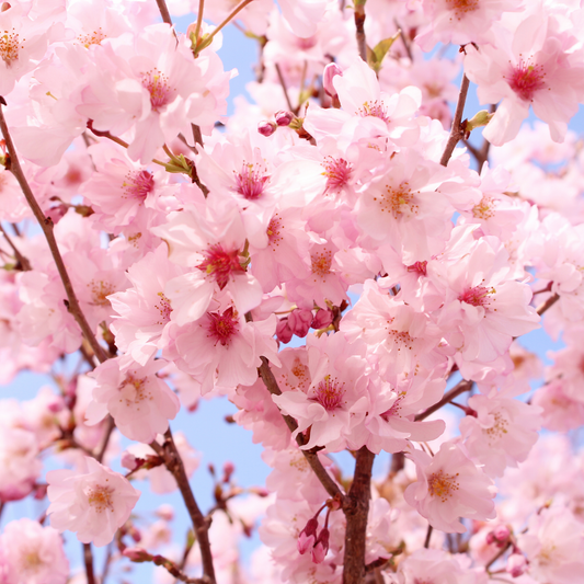 Cherry Blossom
