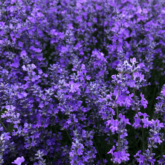 Wild Lavender