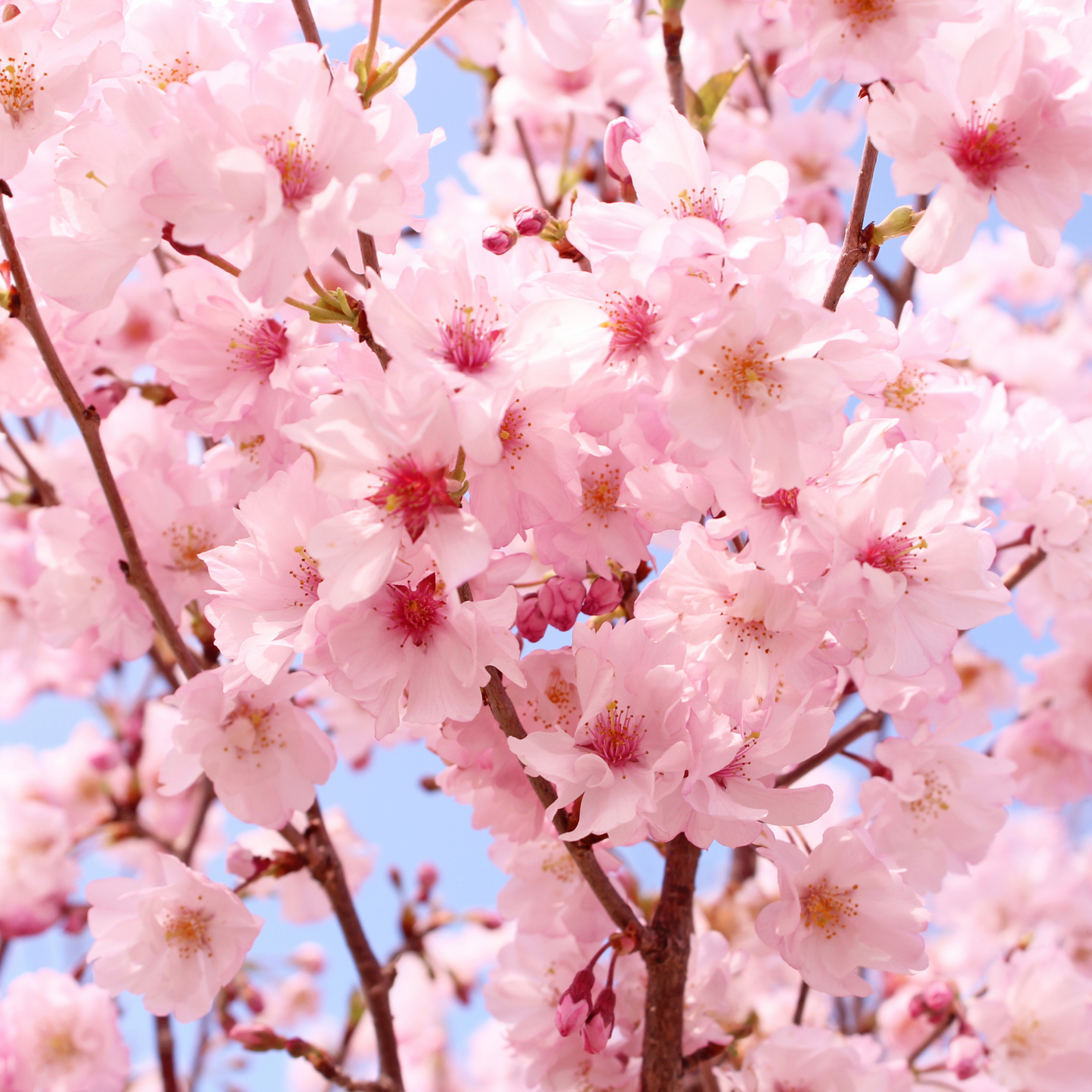 Cherry Blossom